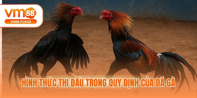 Hình thức thi đấu trong quy định của đá gà