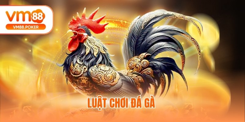 Luật Chơi Đá Gà - Cập Nhật Thông Tin Chi Tiết Mới Nhất